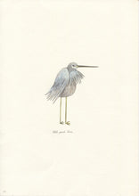 Load image into Gallery viewer, White faced heron original drawing
